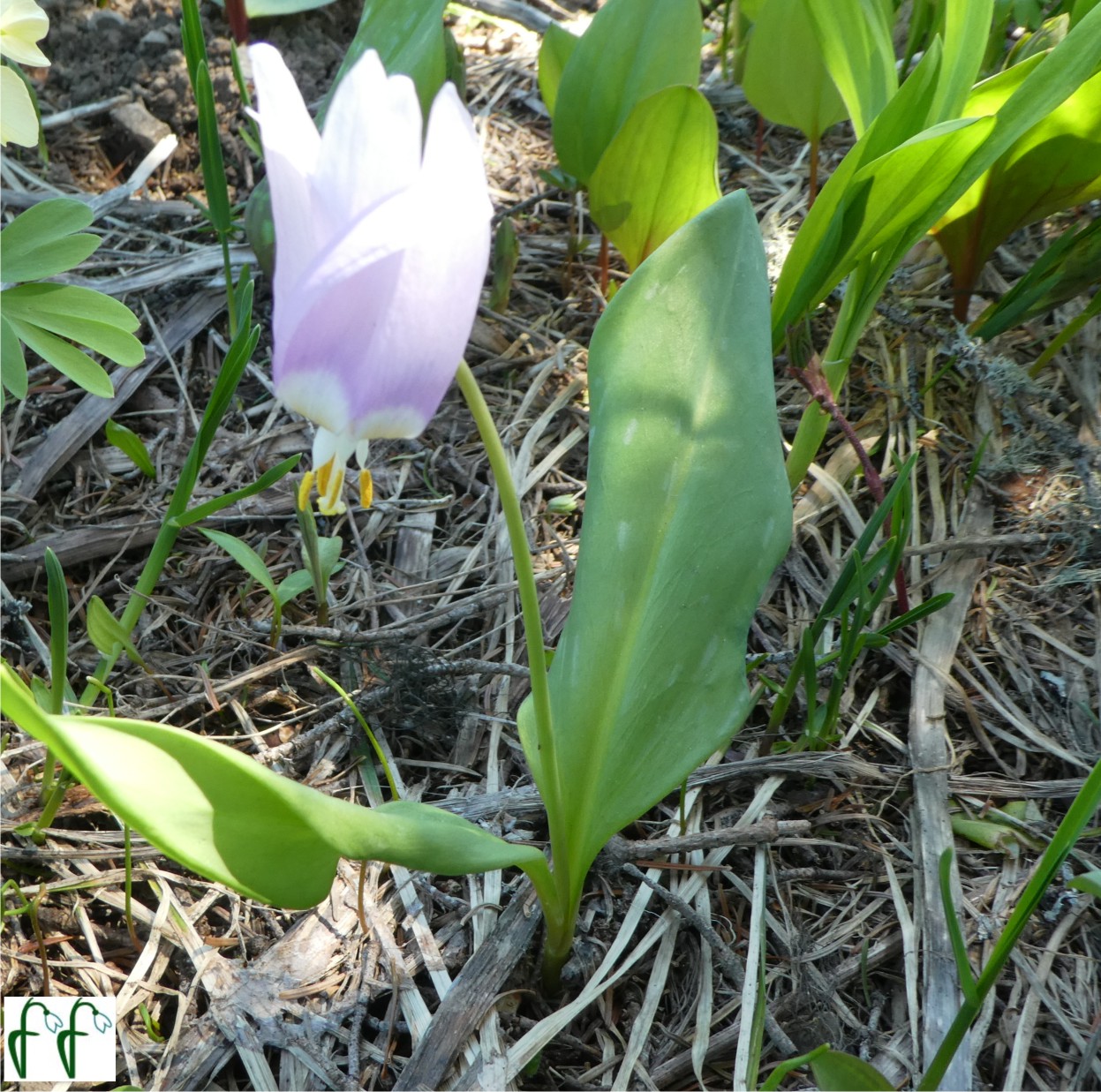 Каталог — Кандык сибирский сиреневый (Erythronium sibiricum) купить  саженцы, семена и луковицы.